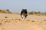 BORDER COLLIE 400